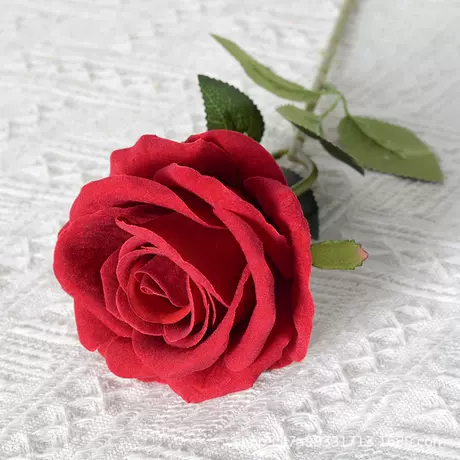 Large velvet rose dark red