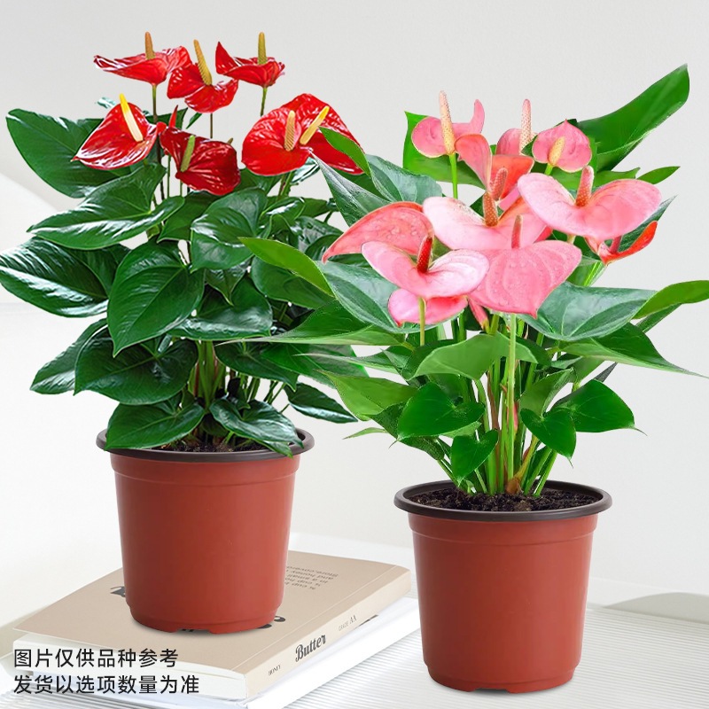 특급 안스리움 + 특급 핑크 팜(오리지널 화분) + 영양액