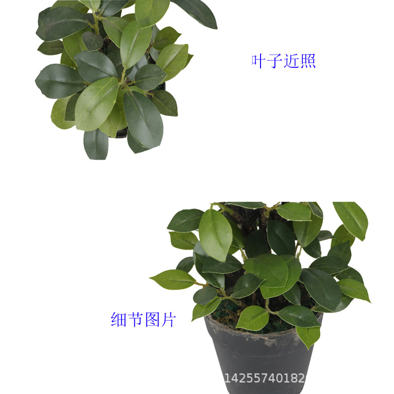 XRS-154 迷你榕叶2号盆栽102叶0.25米3.jpg
