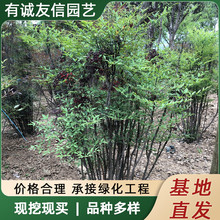 �����������Ϙ�����t�������҃��辰�ļ����Bֲ�ﻨ�ܬF�ڬF�l