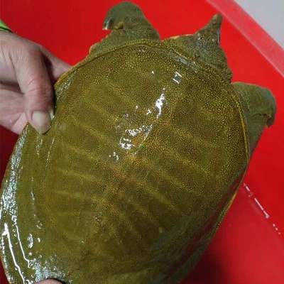 甲魚活 鮮活食用足斤野養外塘放養魚滋補王八中華龜鼈苗水魚批發