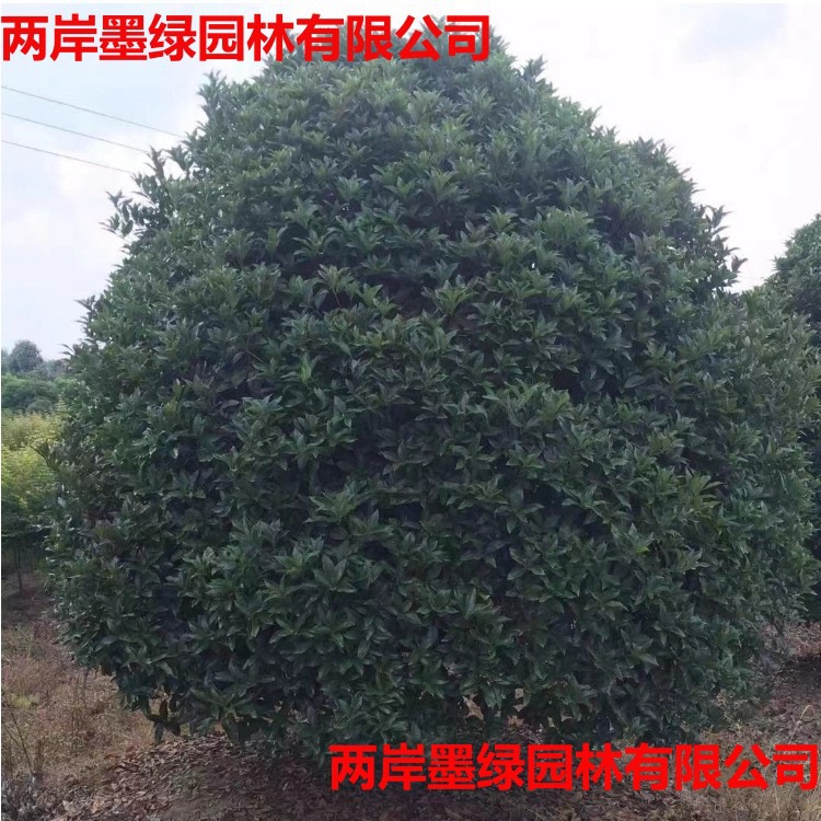 丛生桂花 嫁接金桂树苗 保证品种 桂花小苗四季常青桂花树苗