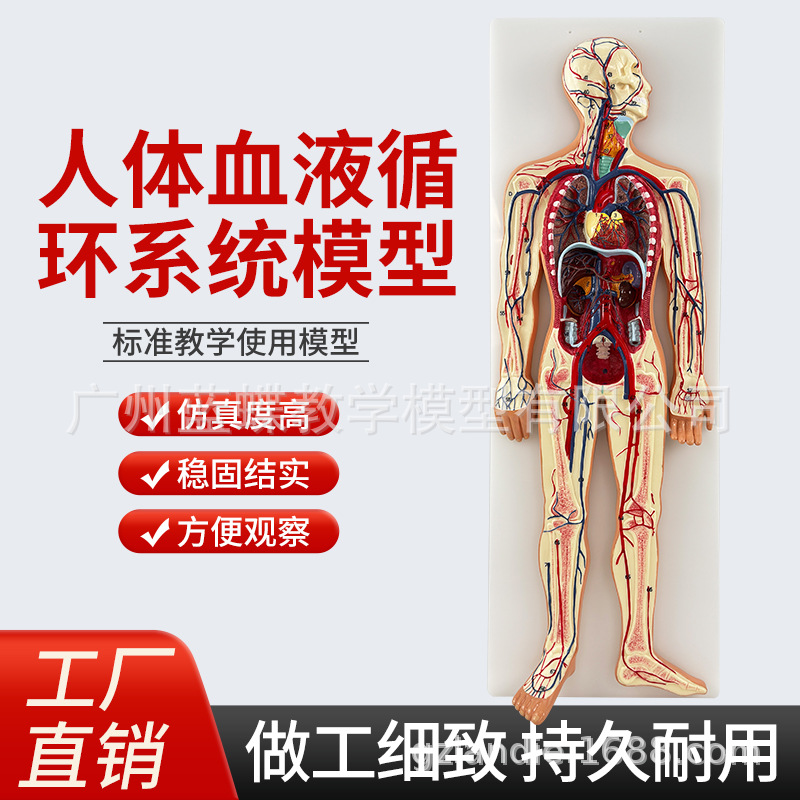 ҽѧ��������ѪҺѭ��ϵͳģ��������ƶ���������Ѫ�ܽ��ʽ̾�