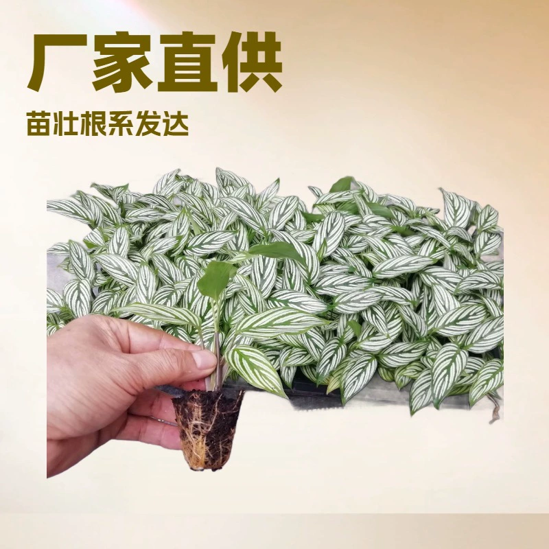 Фабрика долгосрочные поставки офисный дом зеленое зерно Маранта Культура ткани рассада садовые цветы рассада растений оптом