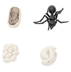 Ant growth model
