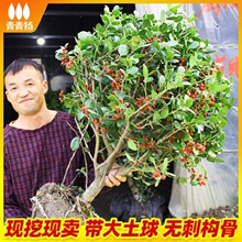 无刺枸骨球无刺小苗鸟不宿树苗有刺构骨四季常青植物常绿乔木