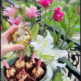 �����ٺϷN���^�p��ˮ�ٺ��玧ѿ�����^��ֲ������ֲ������l؛