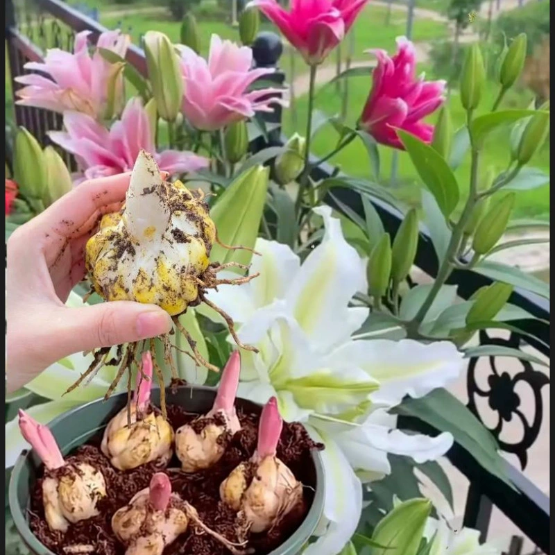 Поставка луковиц лилий, декоративных рассадных растений лилий с бутонами, цветущих растений в горшках, комнатных растений, смешанные оптовые поставки