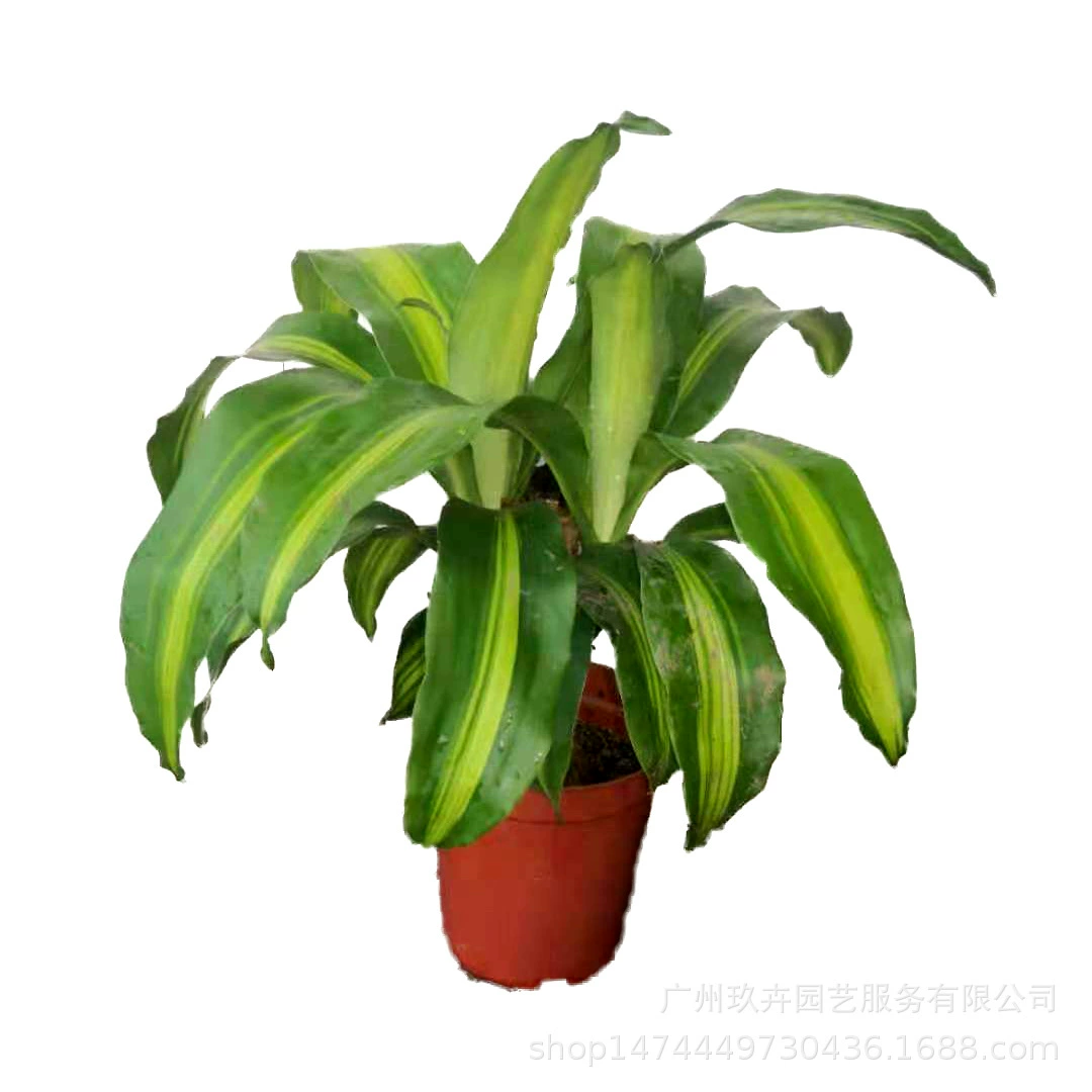 Бразилия Древесная листва растения маленькая горшечная гостиная балкон офис Рабочий стол маленькие горшечные зеленые растения