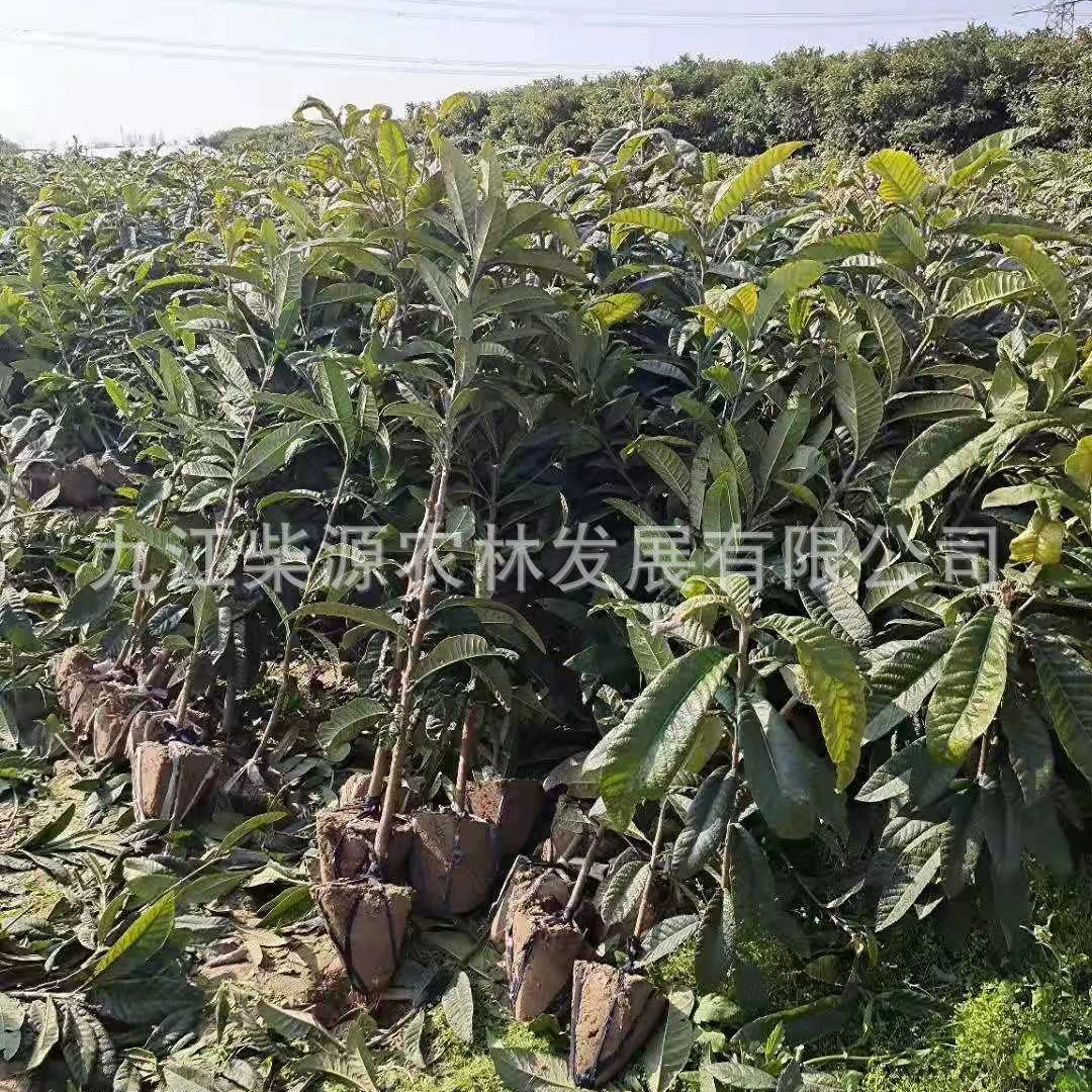 [Сколько стоит прививка саженцев нектаринки? Нектаринка 2cm , Нектаринка 4cm Нектаринка 7cm , Нектаринка?