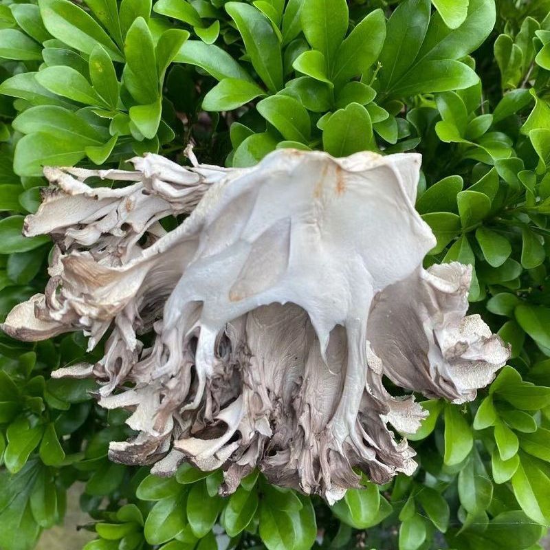 Maitake dried mushroom edible fungus pollution-free green舞茸 tea farmer栗蘑 thousand Buddha mushroom sliced 100g