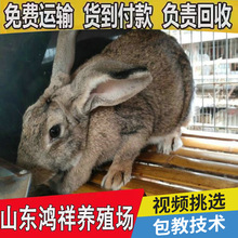 云南有没有卖比利时兔的 鸿祥现货供应正宗比利时兔 肉兔养殖前景