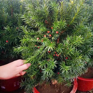 �������l���؁��t��ɼ���������Fֲ��e��ͥԺ�҃��̨�Gֲ�Y�t��