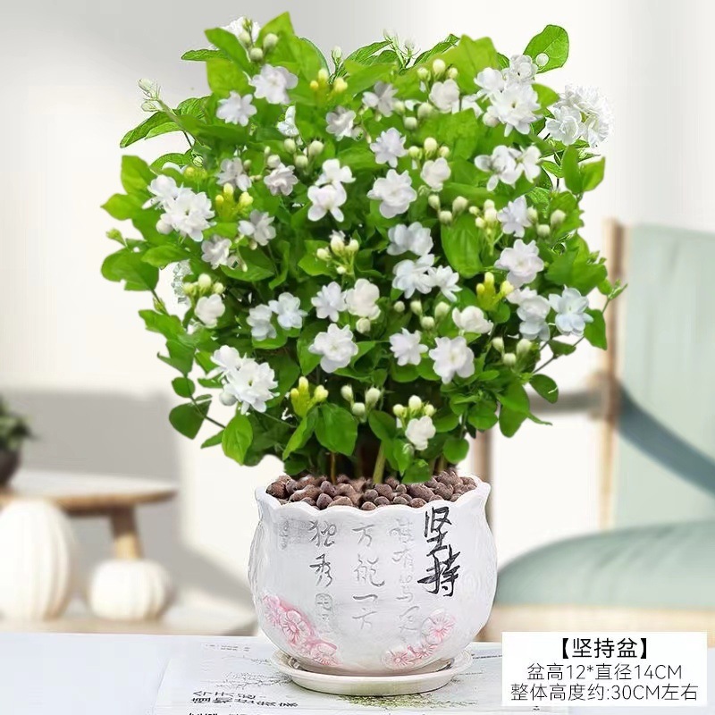 [hot selling] 10 selected jasmine seedlings (large calligraphy insists on ceramic pots) with free nutrients