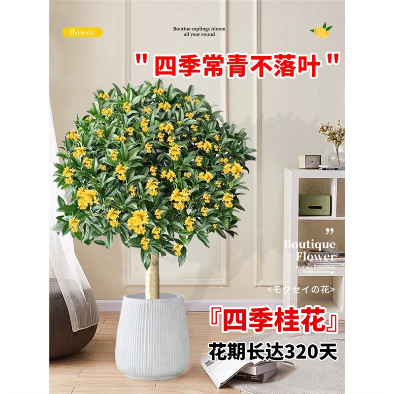 Саженцы османтуса, цветочные горшки, зеленые растения золотого османтуса, уличный четырехсезонный османтус, домашняя гостиная, балкон, двор, цветущий бонсай