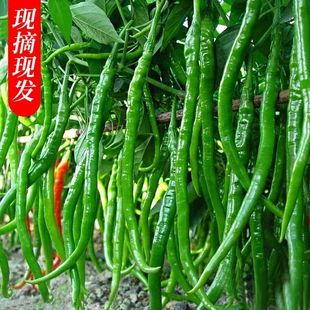 �������r����3-5���ԼҷNֲ�ྀ���߲����r�����������⽷���l