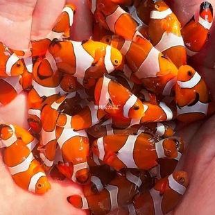 �˹�����С���~���~��ˮ�~��ˮ�^�p�~�W�ڮ�������Ī��߅��؈