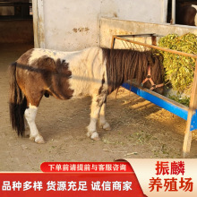 �T���Rƥ �±����R �����R ��Ѫ�R�㘷���̌W�RС�R�x��ô�Bֳ