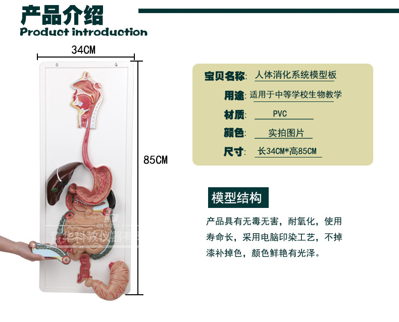 QH3330-1人体消化系统模型板_04.jpg