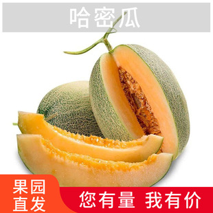 Cantaloupe Xizhou Honey № 25 дыня дыня хрустящая сладкая и сладкая канталупа сладости забрать кусок меда