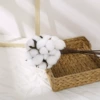 Cotton, white