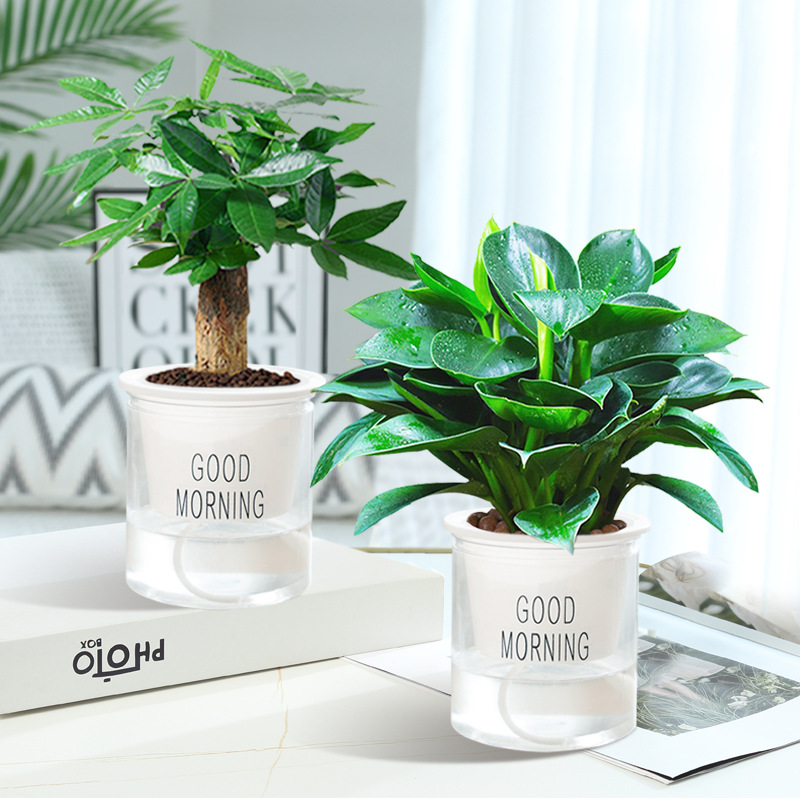 [2개 세트] 골든 다이아몬드 + 머니 트리 + 굿모닝 대야 2개 + 영양액