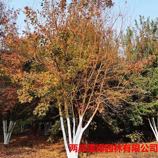 �������l�����F؛�@�־G���������Ǘ���䅲����l�������ʆ�ľ