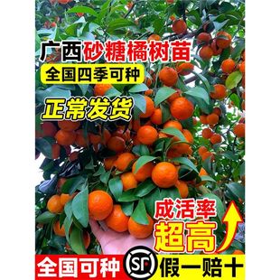 Sugar Orange Saplings, Sugar Orange Guangxi Authentic Fruit Saplings, Golden Autumn Seedless Orange Potted Plants, Planted in the South and North