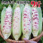 广西花糯玉米新鲜现摘带皮生的软糯香爆浆甜玉米棒子苞谷当季