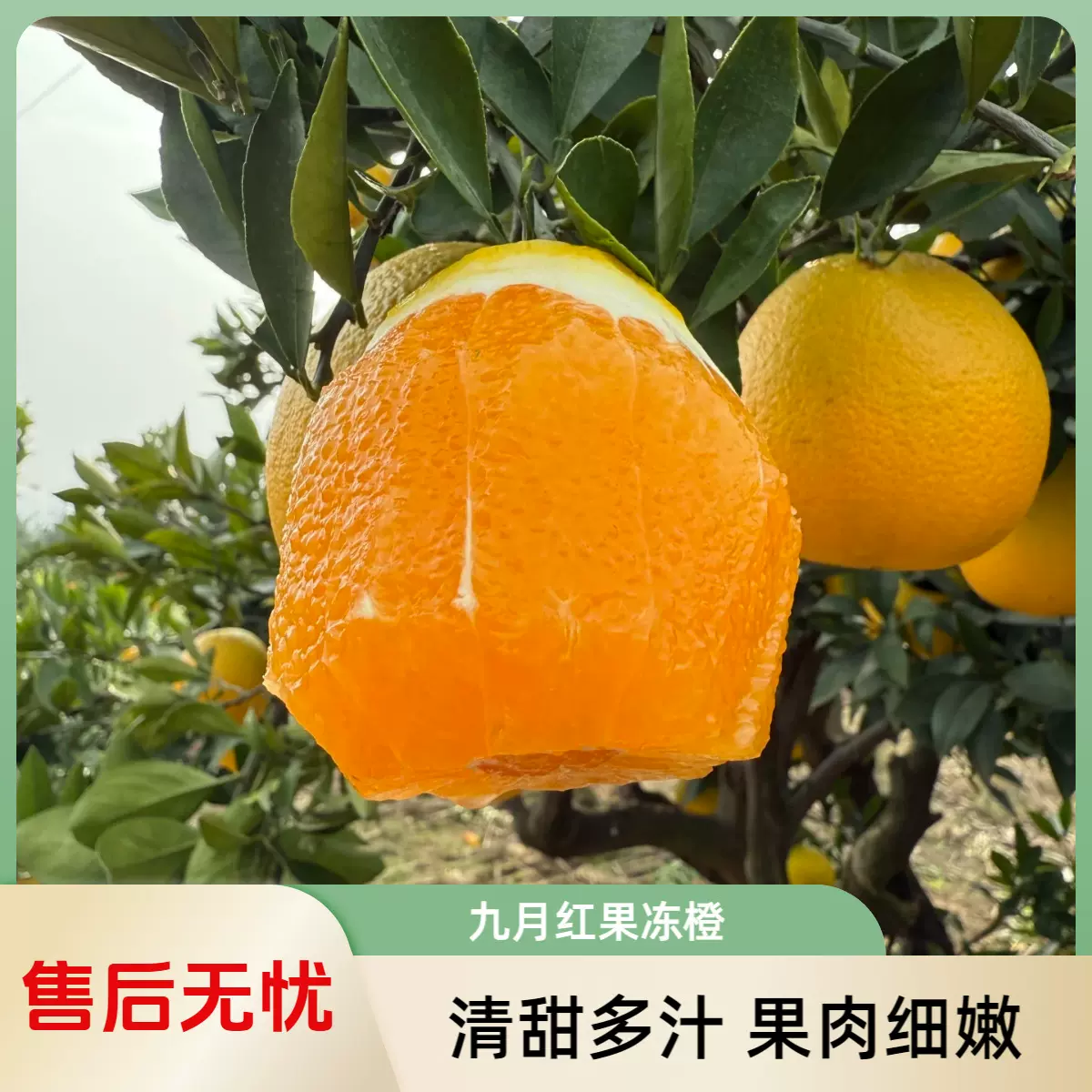 九月红果冻橙子直播电商平台代发整箱现摘新鲜水果橘橙子源头工厂