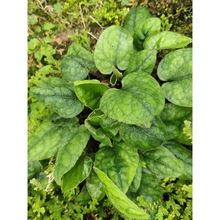 ��ˮʯֲ����ˮʯ��ɽ�Gֲˮꑸ����ָ����B���쾰̦�\΢���^ֱ�N