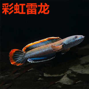 South Asian Arowana Ornamental Fish Cold Water Fish Red-Tailed Arowana Fierce Colorful Arowana Freshwater Live Rainbow Arowana Fish