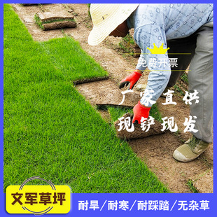 Lawn with Soil, Real Turf, Cold-Resistant, Drought-Resistant and Trampling-Resistant, Garden Road Greening Project, School Lawn, Playground Turf