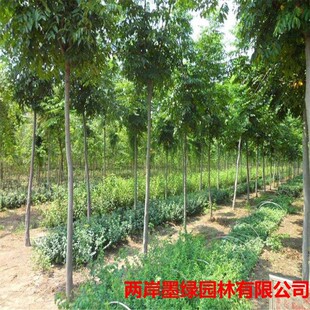 ���̓r�u�����������Sɽ�����ľ �ṩ���|5-10���־G���Sɽ���