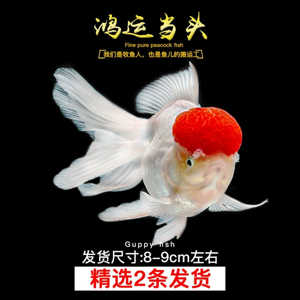 [紫罗兰 2条鸿运当头8-9cm]