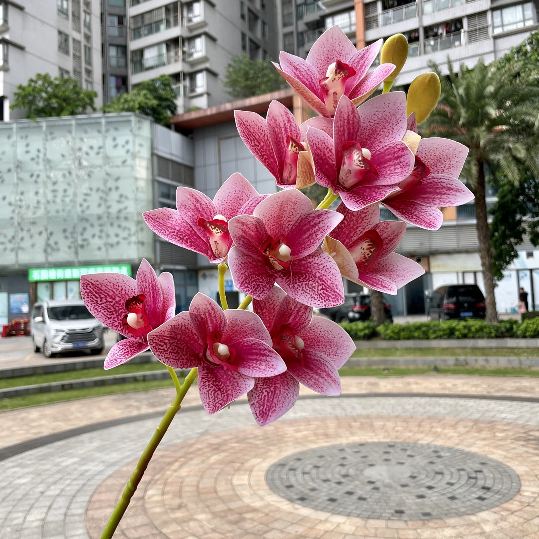 10 Cymbidium Rosa Roja