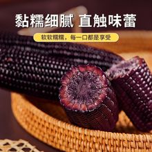东北黑糯玉米200-300g根糯香软甜新鲜真空包装根根饱满农户直销