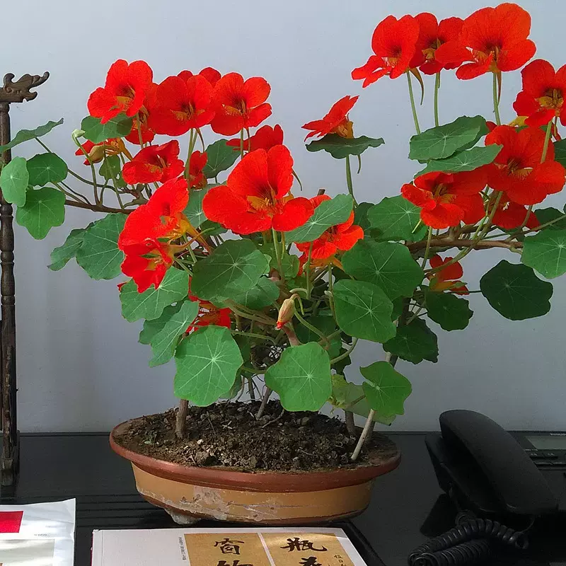 基地批发旱金莲旱荷花种子垂吊花卉盆栽四季花爬藤金莲花家庭套装