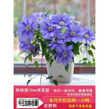 铁线莲小苗盆栽重瓣大花四季爬藤月季欧月开花卉庭院阳台藤本攀援