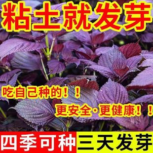 �pɫ���K�N��ʳ�þG�K�Nș�ķN��ԭ�b�ļ��߲˷N�Ӵ�ȫ�˷N�����l