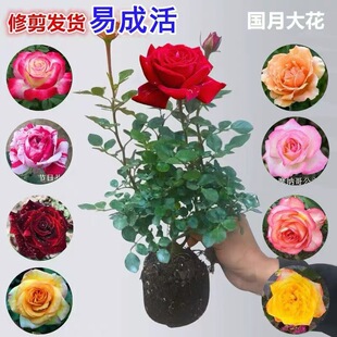 Guoyue Large Flower Rose Seedlings Extra Large Flower Crimson Fan Red Double Happiness Shrub Pink Fan Rose Balcony Potted Plant Blooming in All Seasons