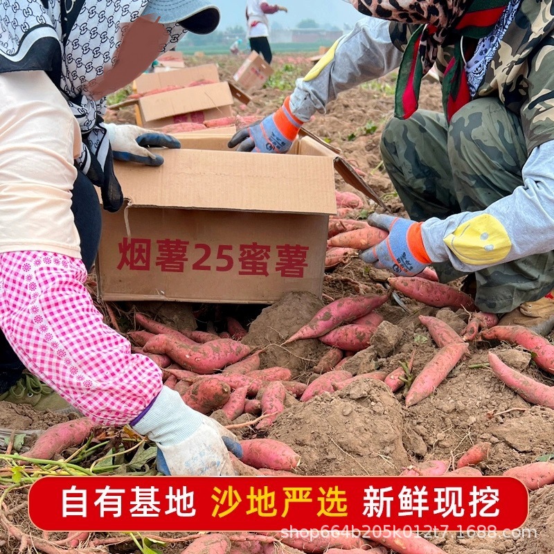 山东发货正宗烟薯25号（能流油）红薯地瓜蜜薯新鲜糖心番薯烤地瓜