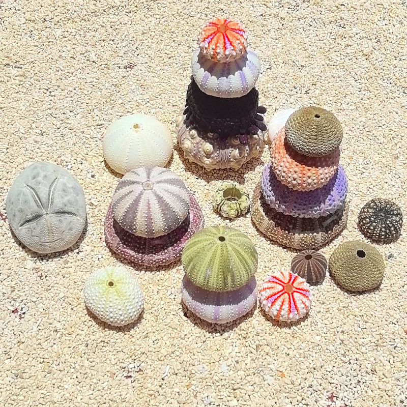 Sea urchin shell specimens