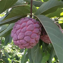 批发南方热带水果树释迦果种子赖球果佛头果林檎番荔枝番石榴树苗