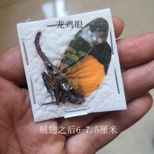 國內多種昆蟲獨立包裝金龜標本鍬甲標本兜蟲標本真昆蟲標本