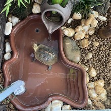 爬宠水盆乌龟泡澡盆黄缘龟食盆巴西龟陆龟水龟水族造景半水龟跨境