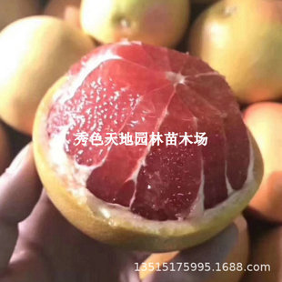 �ϷǼt�������Ә���tƤ�t�������Ϸ��NֲͥԺ���������Ԯ���Y��