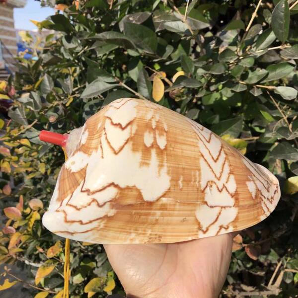 Natural Conch angle can blow the horn mouth