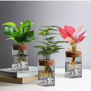 Hydroponic Bottle with High Appearance, Transparent Straight High Borosilicate Glass Small Plant Container, Hydroponic Plant Landscape Bottle