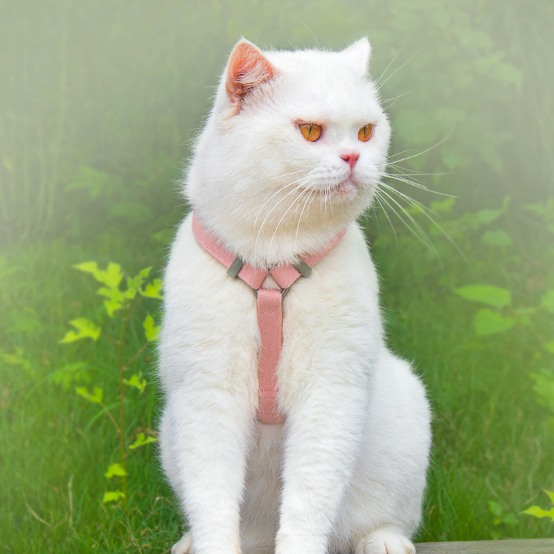 ced9d6c1-1eff-4c9d-b5f4-108ed06fc804.jpe